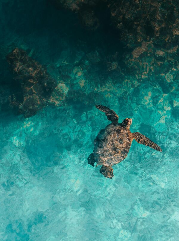 Aerial view of a turtle swimming in crystal-clear blue waters, gliding gracefully with sunlight reflecting off the surface.